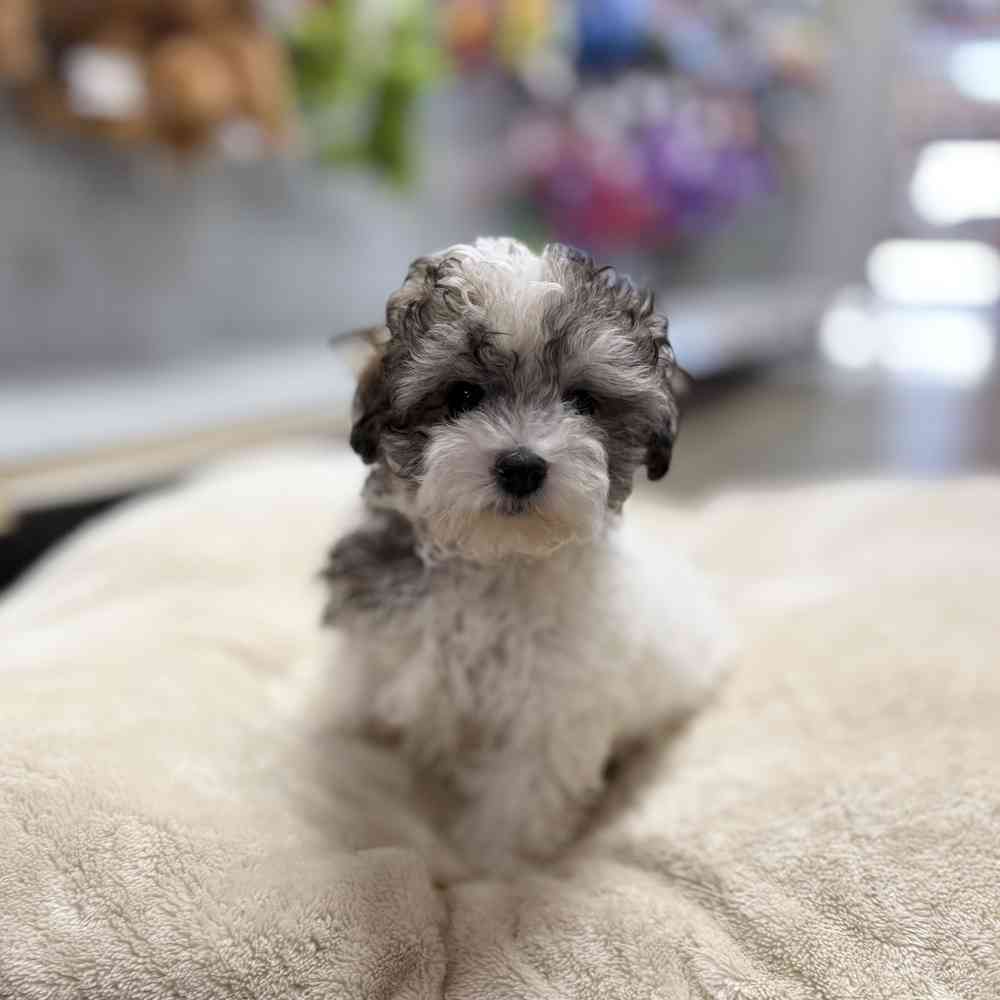 Coton-Poo image
