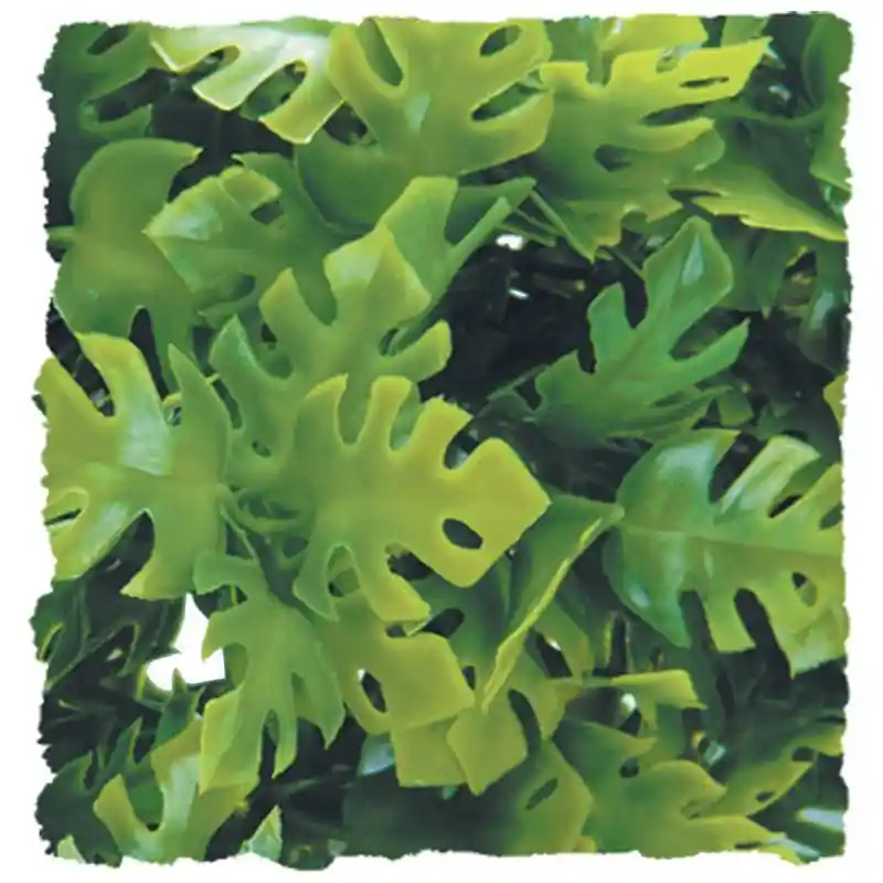 Natural Bush Amazon Phyllo Large