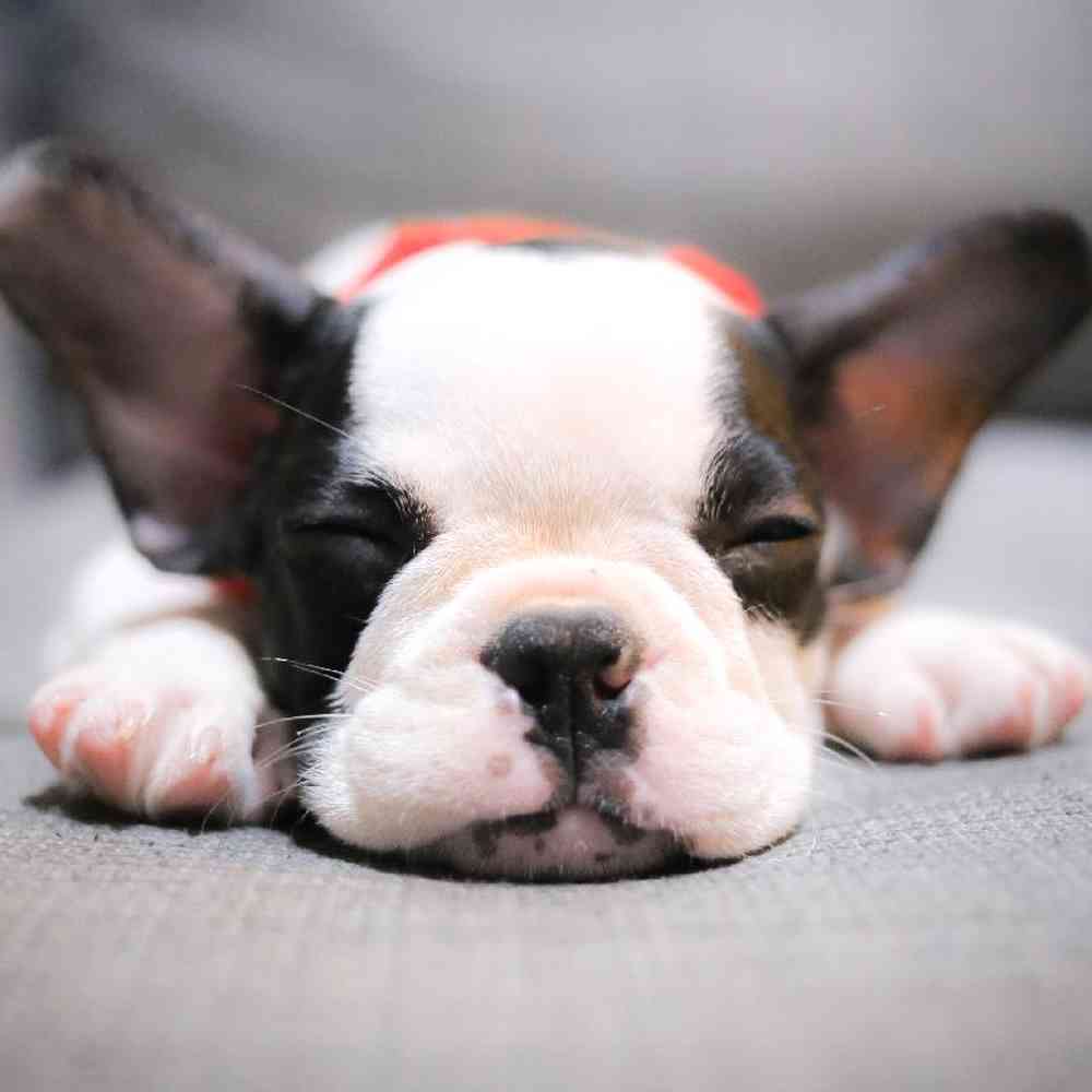 default-pet-img