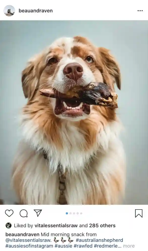 Raw Bar Freeze-dried Duck Head Treat For Dogs 1 Duck Head