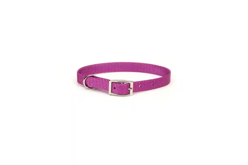 Single-ply Dog Collar, Orchid, 5/8" X 16"