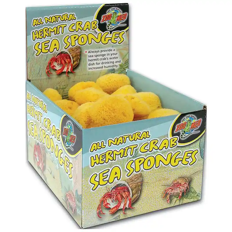 Zoomed Hermit Crab Sponge 36 Pc