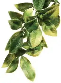 Exo-terra Plastic Mandarin Medium