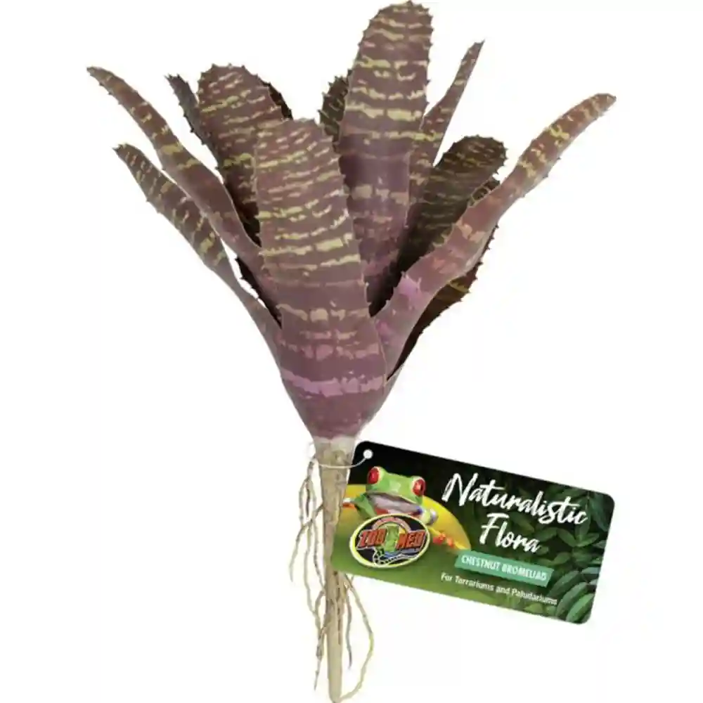 Zml Plnt Chestunt Bromeliad