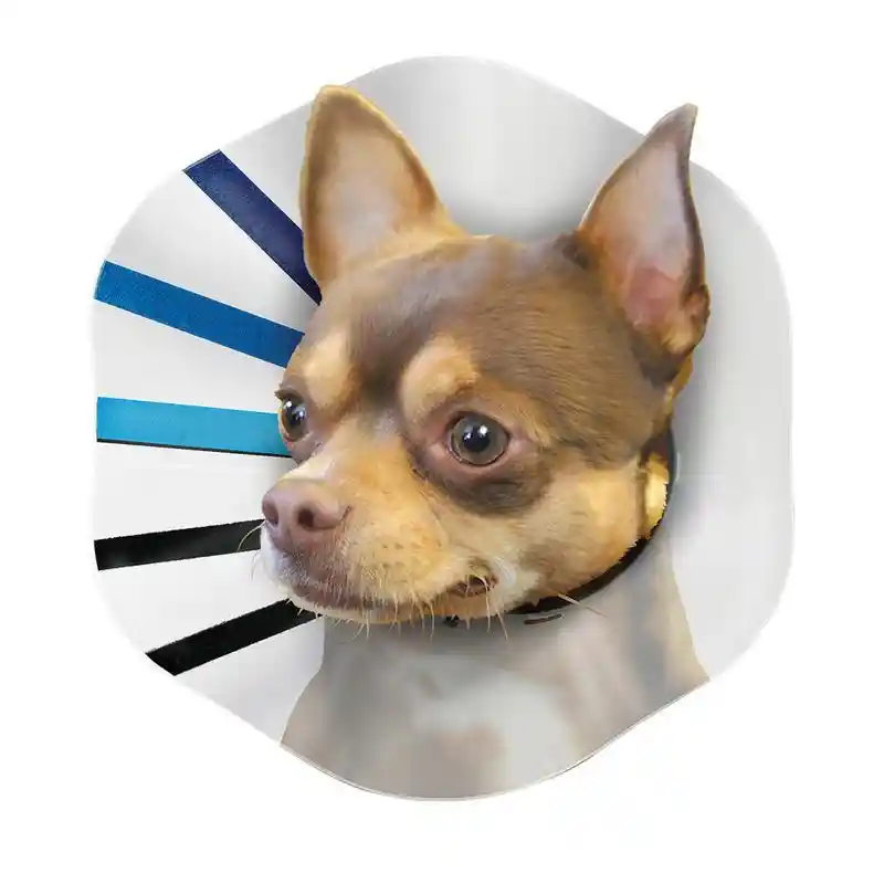 Kong E Collar Large-assorted Colors