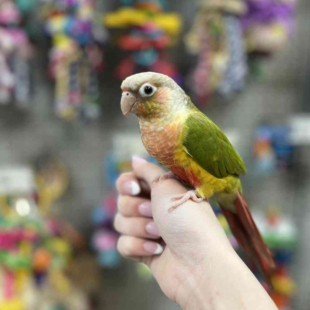 Unknown Pineapple Green Cheek Conure Bird for Sale in Blue Springs, MO