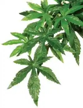 Exo-terra Silk Abutilon Small