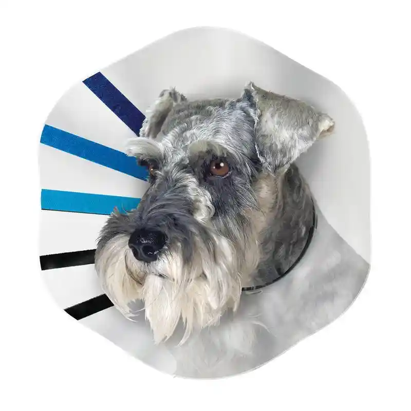 Kong E-collar Extra Large Assorted