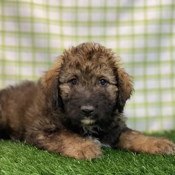 Male Bernedoodle 2nd Gen Puppy for sale
