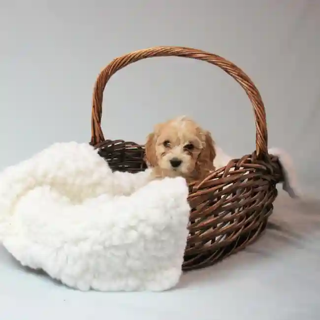 Female CockaChon Puppy for sale