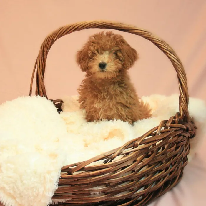 Mini Goldendoodle 2nd Gen image