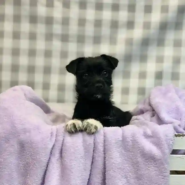 Male Rat-Chi Puppy for sale