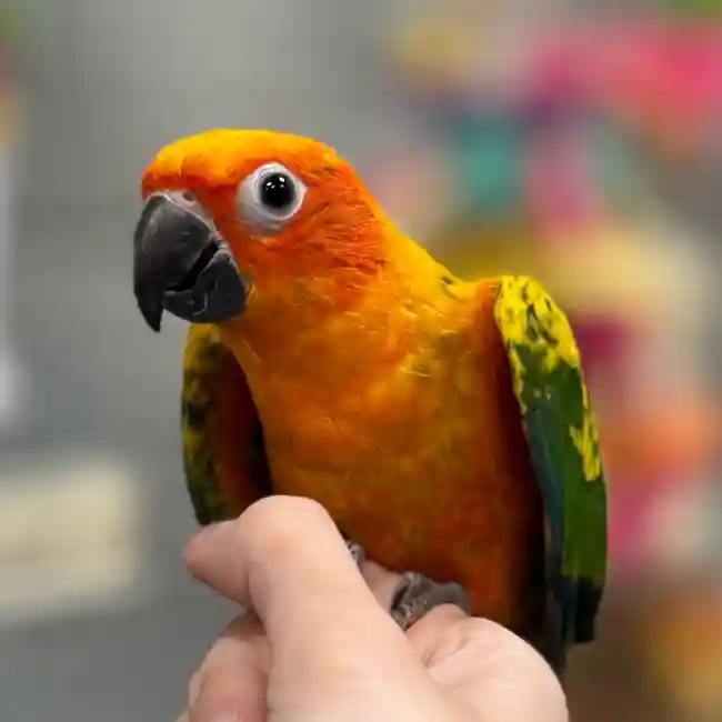 Sun Conure image