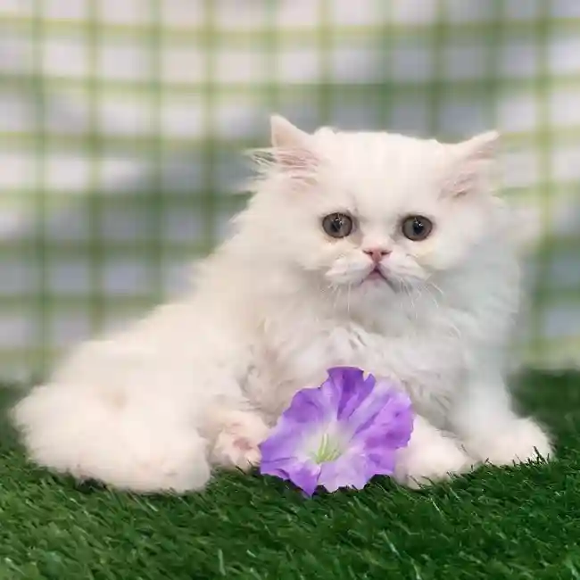 Male Persian Kitten for sale