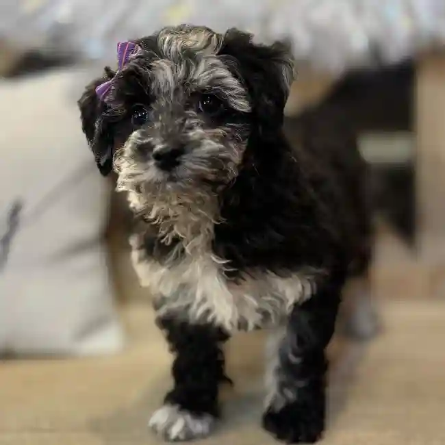 Bichon-Poodle image