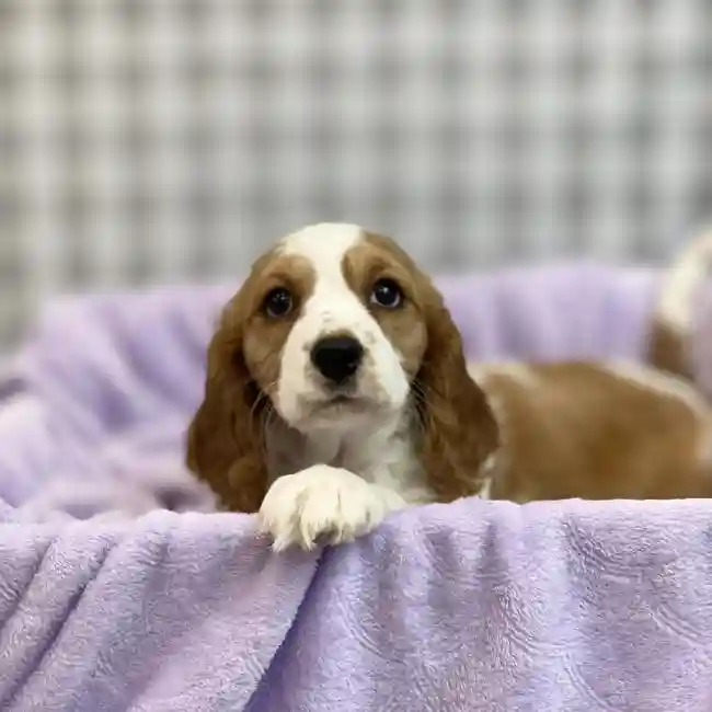 Male Beaglier Puppy for sale