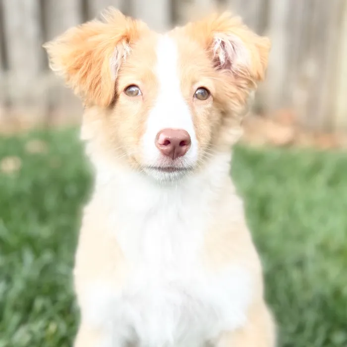 Miniature Australian Shepherd image