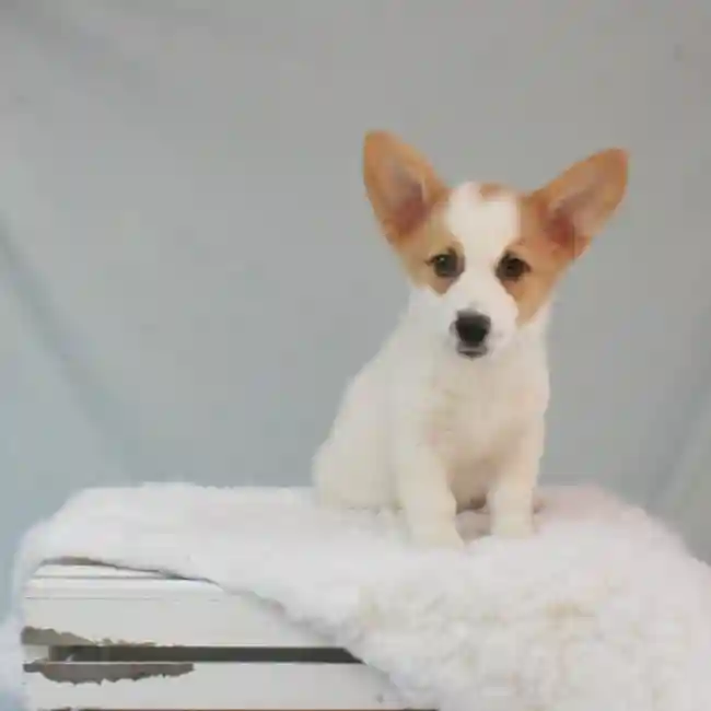 Male Cowboy Corgi Puppy for sale