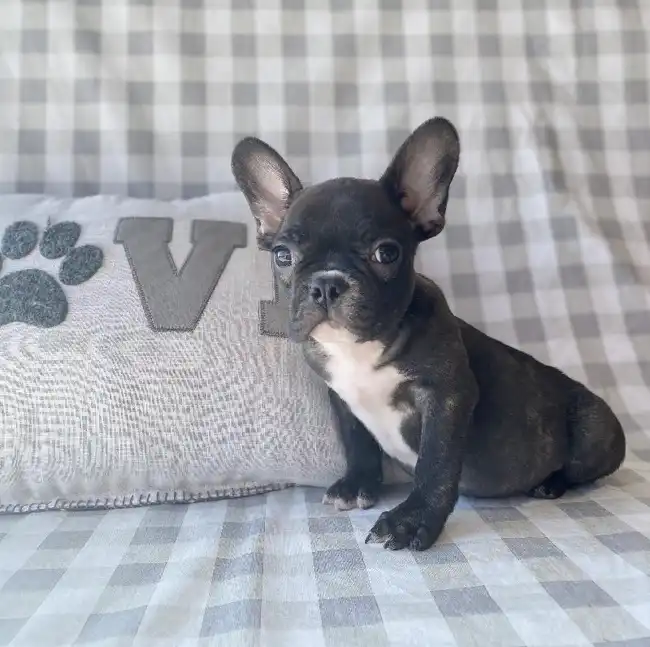 Frenchton image