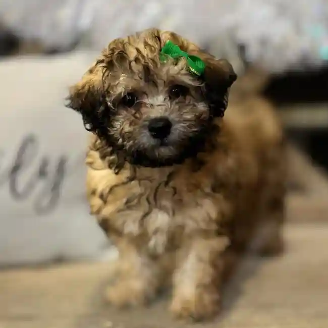 Bichon-Poodle image