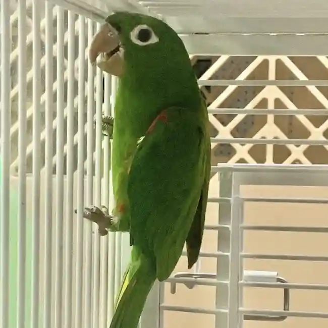 Unknown White Eye Conure Bird for sale