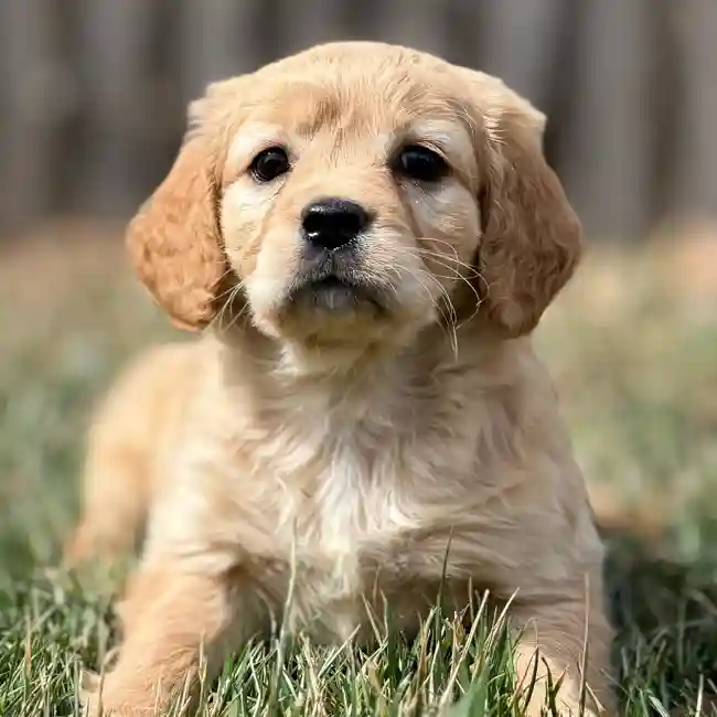 Mini Golden Retriever image