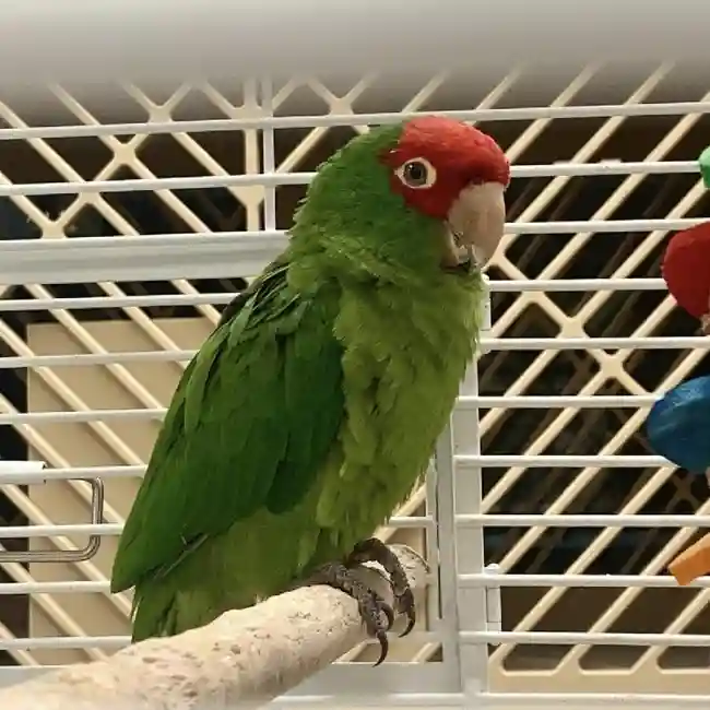 Unknown Cherry Head Conure Bird for sale