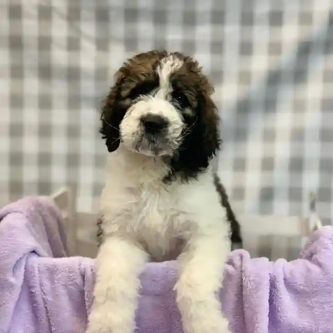 Female Saint Bernadoodle Puppy for sale