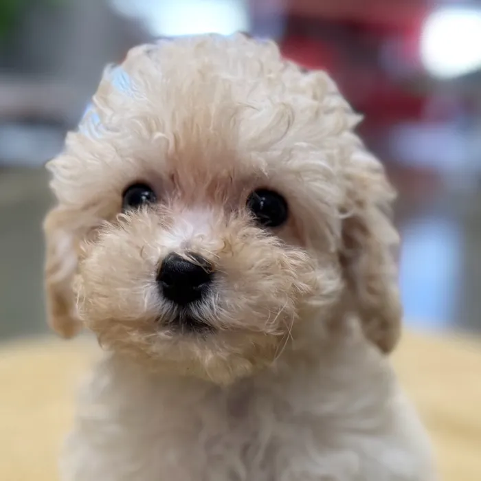 Bichon-Poodle image