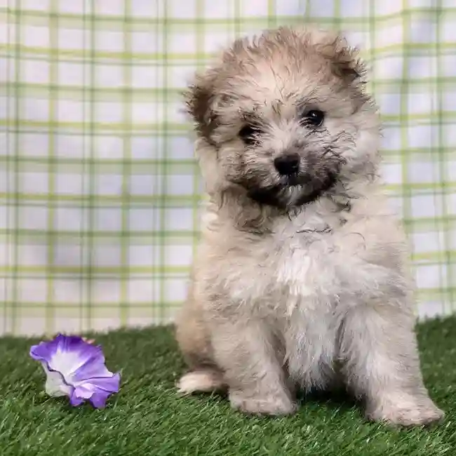 Female Hybrid Puppy for sale