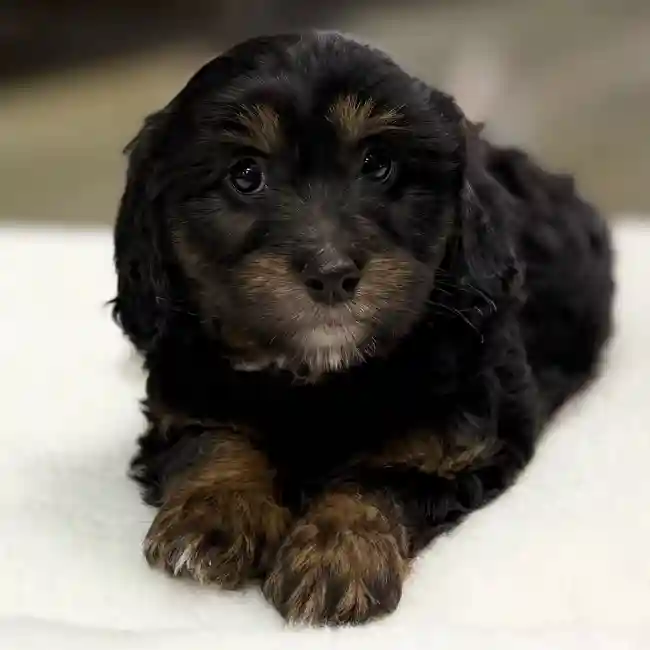 Bernedoodle image