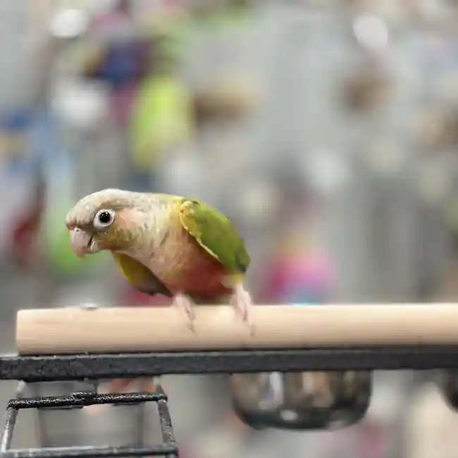 Pineapple Green Cheek Conure image