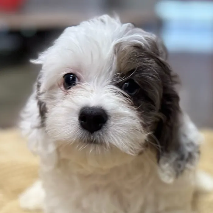 Cockapoo 2nd Gen image