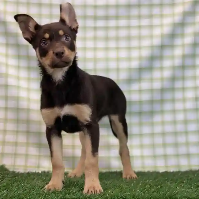 Female Australian Kelpie Puppy for sale