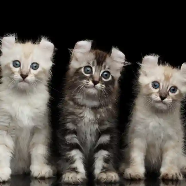 American Curl Kittens for Sale