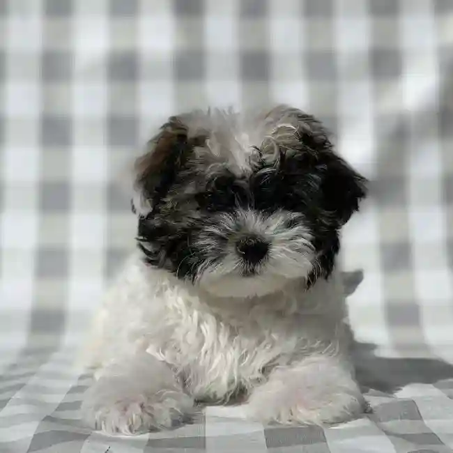 Female Havamalt Puppy for sale