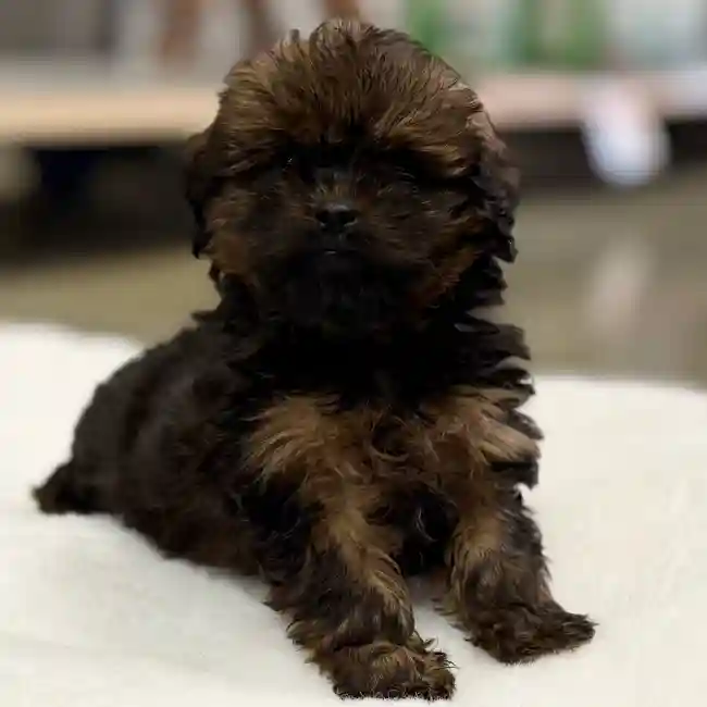 Lhasa-Poo image