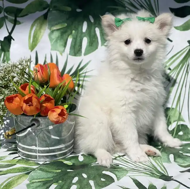 Female Pom-Eskimo Puppy for sale