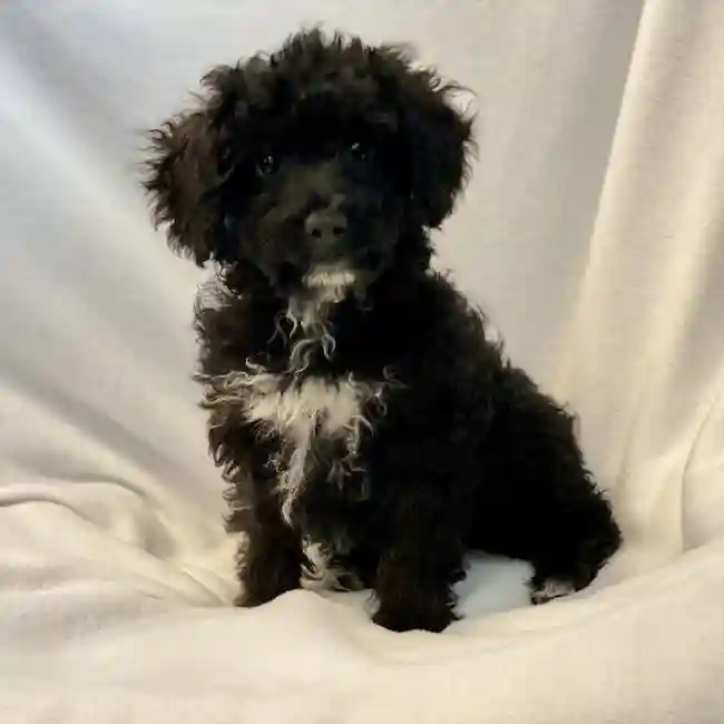 Female Mini Aussiedoodle Puppy for sale
