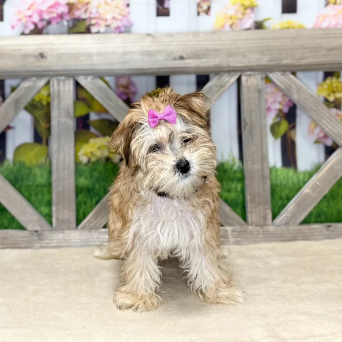 Female Morkie puppy named Khaleesi for sale at Petland Blue Springs.