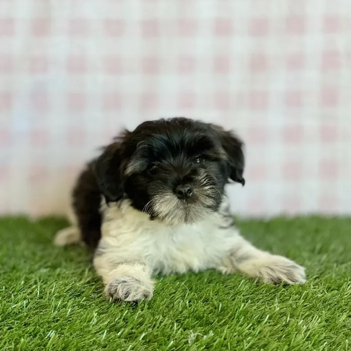 Male Morkiepoo Puppy for sale