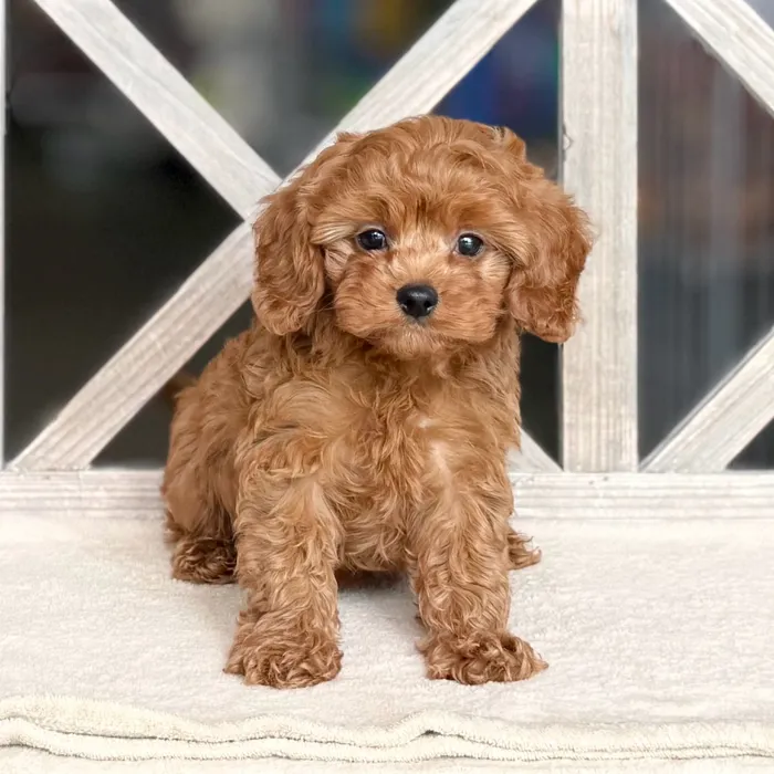 Male Cavapoo puppy named Cooper for sale at Petland Blue Springs.