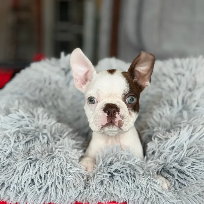Male Boston Terrier puppy named Tory for sale at Petland North Kansas.