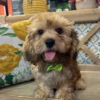 Male Cavapoo Puppy for Sale in Blue Springs, MO