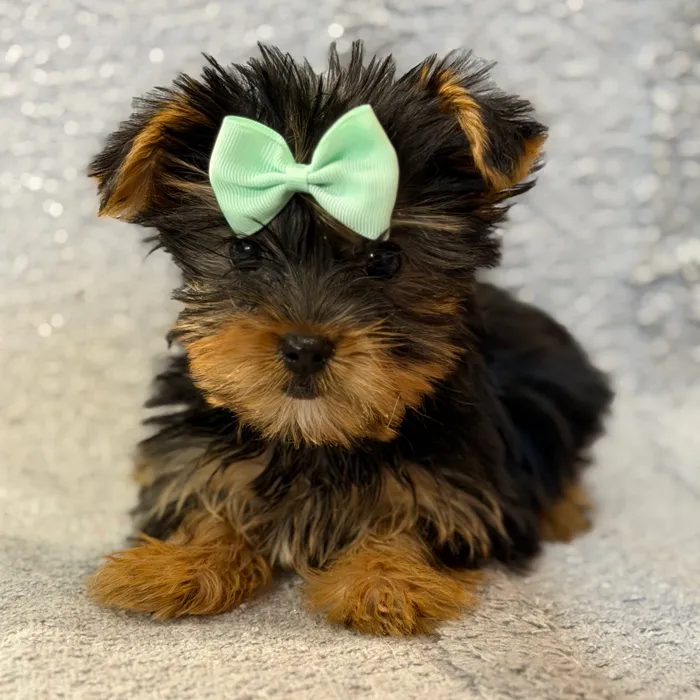 Female Yorkie puppy named Taco Bell for sale at Petland North Kansas.