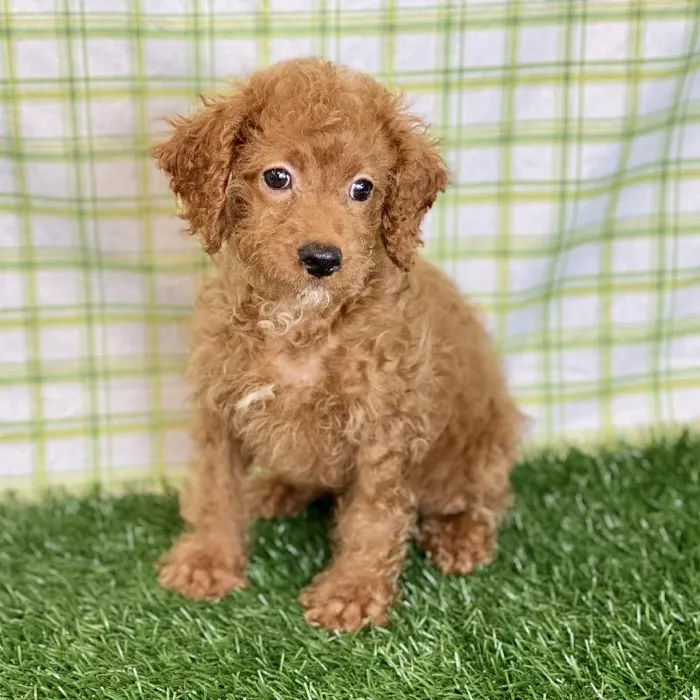 Male Cavapoo Puppy for sale