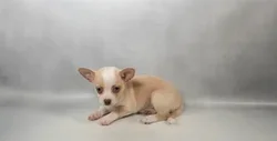 Female Chihuahua puppy for sale at Petland Blue Springs.