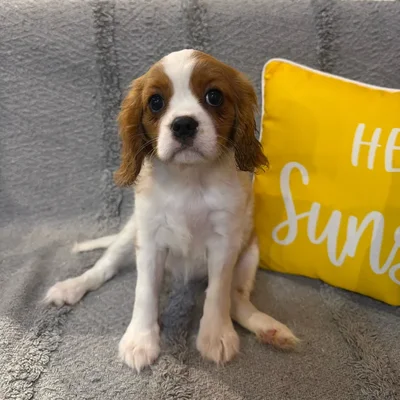 Female Cavalier King Charles Spaniel puppy named Lele for sale at Petland North Kansas.