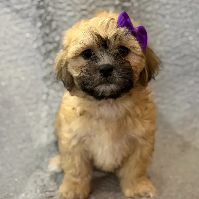 Female Teddy Bear puppy named Cinderella for sale at Petland North Kansas.