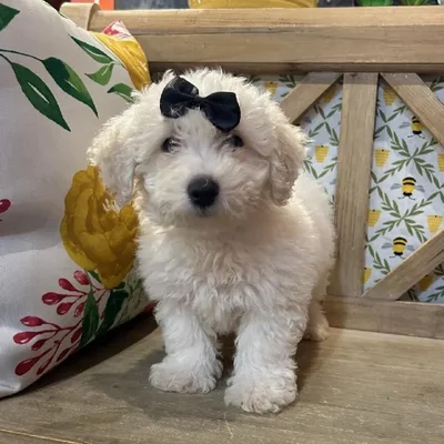 Female Bichon Puppy for Sale in Kansas City, MO